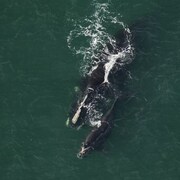 Vue aérienne de deux baleines noires.