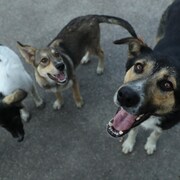 Des chiens errants à l'extérieur de la centrale nucléaire de Tchernobyl.