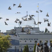 Des oiseaux volent devant le temple sikh à Surrey
