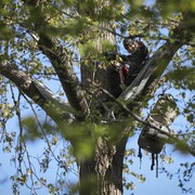Un homme est accroché dans un arbre, il porte un casque. 