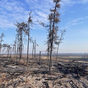 Des restes de terres et d'arbres brûlés par un incendie de forêt le 20 septembre 2023.