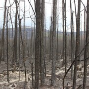 Arbres brûlés par un feu de forêt près de la communauté de Wrigley, aux Territoires du Nord-Ouest, le 12 juillet 2022.