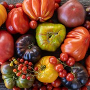 Différentes variétés de tomates de type ancestral.