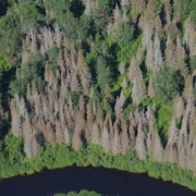 Une forêt de conifères décimée par la tordeuse des bourgeons de l'épinette.