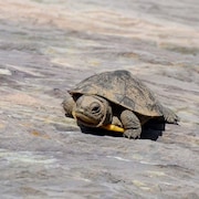 Une tortue se déplace sur une roche.