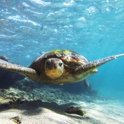 Une tortue verte vue sous l'eau.