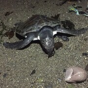 Une tortue de mer sur une plage.