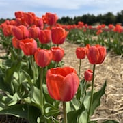 Des tulipes rouges dans un champ sous un ciel bleu.
