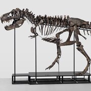 Un squelette de tyrannosaure.