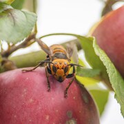 Un frelon géant muni d'un émetteur radio est posé sur une pomme.