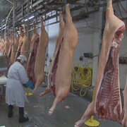 Des employés de l'usine d'Olymel, à Yamachiche, travaillent sur des carcasses de porcs.