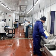 Dans une usine de transformation de poisson, des employés au travail en combinaison spéciale. 