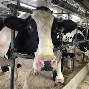 Des vaches dans une étable.