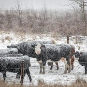 Des bovins dans un champs couvert de neige