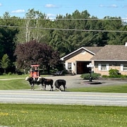 Des vaches dans la rue.