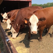 Des vaches près d'une grange.