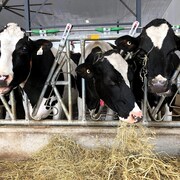 Des vaches qui se nourrissent. 