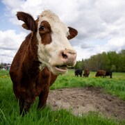 Une vache dans un champ.