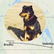 Une photo en encadré du chien Vader est superposé sur une carte avec le tracé du trajet parcouru par le chien