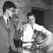 Le journaliste Lars Berglund de Radio-Canada International interviewant un vétérinaire de l'Hôpital Baker pour les animaux à Montréal. Sur la table de traitement de la clinique, un chien couché relevant la tête vers le vétérinaire.