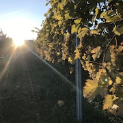 Gros plan sur un rang de vignes illuminé par le soleil levant.