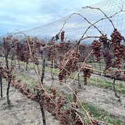 Des raisins de vin de glace sur une vigne.
