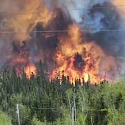 Des flammes ravagent une forêt.