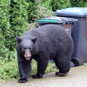 Un ours noir à côté de poubelles.