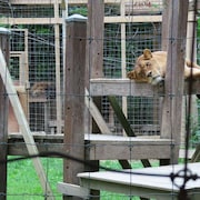 Des lions allongés sur un abri dans un parc clôturé. 