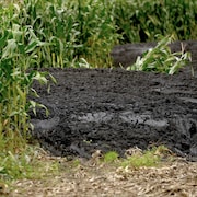 Plan rapproché d'un amas de boues dans un champ de maïs non récolté.