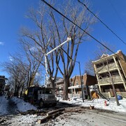 Un élagueur juché dans une nacelle découpe les branches d’un arbre. La photo a été prise en hiver dans un quartier résidentiel.