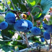 Des bleuets en grappe sur un plant.