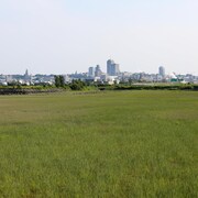 Des herbiers en bordure du fleuve Saint-Laurent. À l'arrière-plan, une vue panoramique de la ville de Québec.