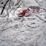 Une voiture est visible à travers les branches d'un arbre qui est tombé sur le trottoir en ville.