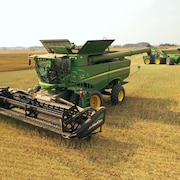 Un champ de canola durant la moisson en Saskatchewan en septembre 2023.