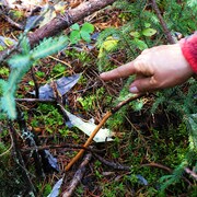 Un doigt pointé vers un collet à lièvre en pleine forêt