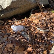 Des bidons plastiques sont disposées à même le sol et dissimulées par des feuilles sèches dans un sous-bois 