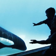 Un enfant et son parent regarde une baleine de la vitre d'un aquarium. 