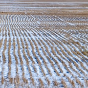 Un champ recouvert de neige près de Regina, en Saskatchewan, en novembre 2023.