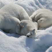 Image tirée du documentaire en 3D Arctique