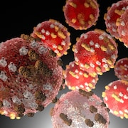 Illustration montrant des cellules du virus de la rougeole.