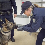 Un chien policier de la Gendarmerie royale du Canada (GRC) en Alberta.