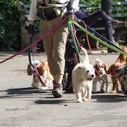 Un homme promène plusieurs chiens en laisse