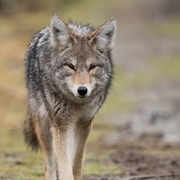 Un coyote marche sur un sentier.