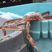 Un crabe des neiges fraîchement pêché (Archives)