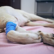 Les pattes d'un chien couché sur une table de vétérinaire. 