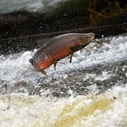Un saumon atlantique remonte une rivière