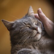 Un chat se fait caresser.