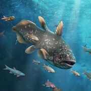 Illustration d'une faune marine ancienne, vue sous l'eau.