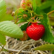 Un plant de fraises.